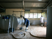 Delivery and processing of milk at the Tanykina Dairy plant.